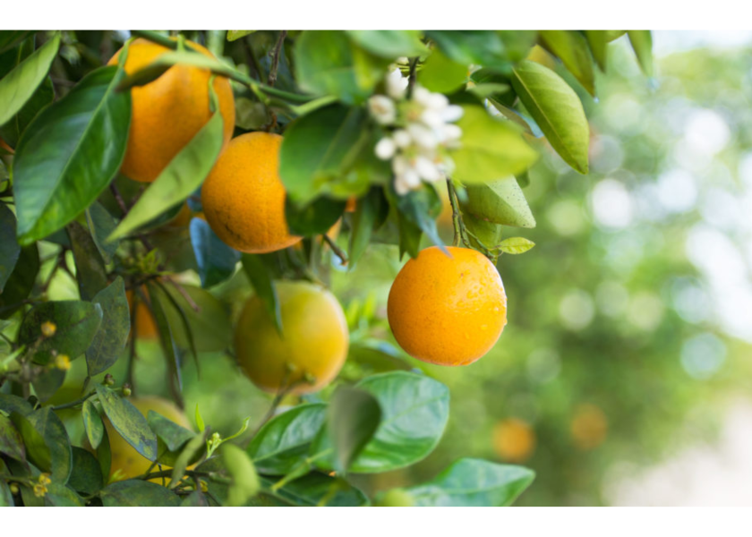 Florida citrus growers vote to maintain marketing order The Packer